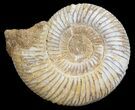Perisphinctes Ammonite - Jurassic #54229-1